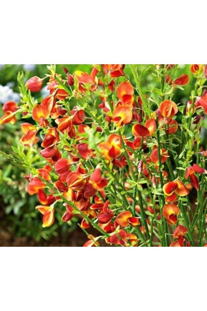 Рокитник Lena цвітіння